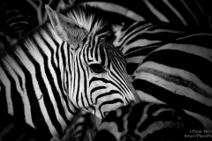 Zebra portrait