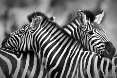 Hugging Zebras