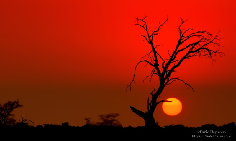 Red Sunset in the Kgalagadi with sun and tree