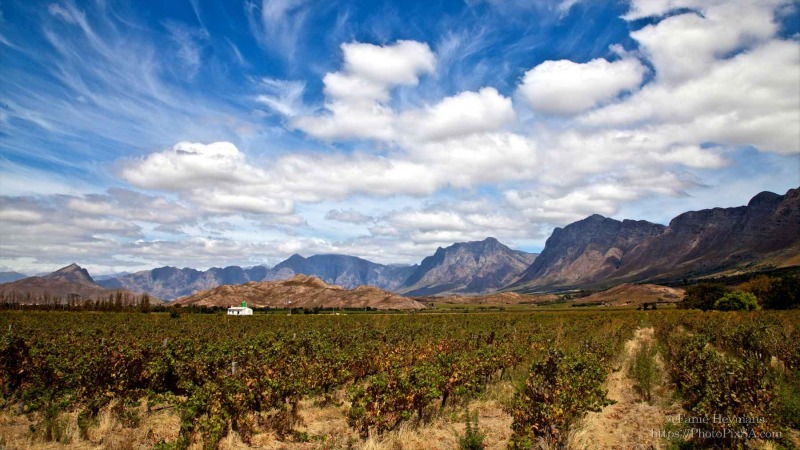 Vineyards - Mountains Western Cape landscape