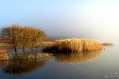 Soft Reflection Arpa Landscape with trees and reeds in the water