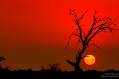 Red Sunset in the Kgalagadi with sun and tree