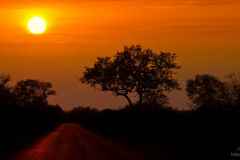 Kruger National Park Sunset on tar road with trees