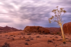 Quiver tree lanscape with cloud backdrop