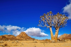Richtersveld Quivertree Landscape with moutains in background