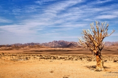 Richtersveld Dessert Mountains with quiver tree