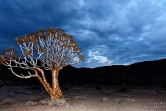 Quivertree sunset Richtersveld with clouds