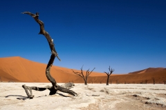 Dead tree SossusVlei desert in Namibia