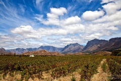 Vineyards - Mountains Western Cape landscape