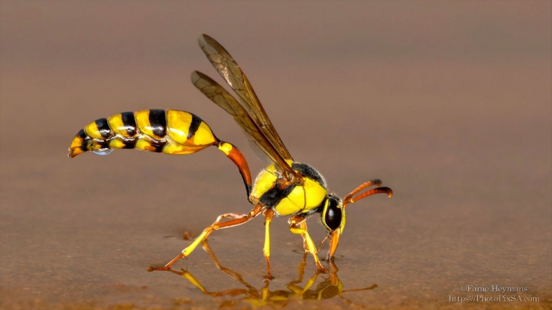Wasp drinking water in Kgalagadi desert