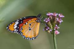 African Monarch butterfly on pienk flower