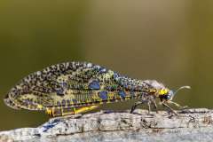Antlion - Mierleeu - Myrmeleontidae