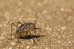 Armoured Bush Cricket - Koringkriek