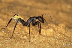 The Balbyter Ant un Kgalagadi desert