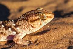 Bibrons Gecko in desert at Luderitz