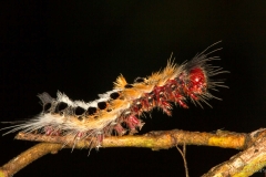Cape lappet Moth larwe on a branch