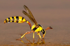 Wasp drinking water in Kgalagadi desert