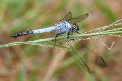 Eastern Blacktail Dragonfly in Swaziland