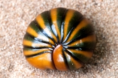 rolled up Giant Pill Millipede