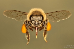Honey Bee - Heuning By with yellow pollen on the legs