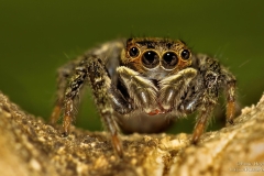 Jumping sider with big eyes