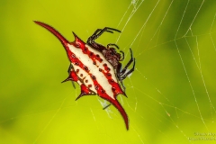 Long-winged Kite Spider at Kwazulu Natal