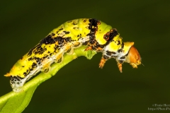 Butterfly Larvae on edge of stick