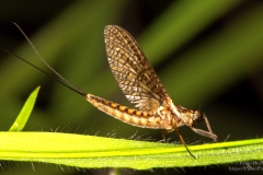 Mayfly - Eendagsvlieg on leave