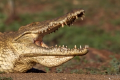 Nile Crocodile