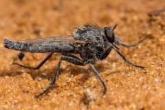 Robber Fly on desert sand at Mabuhasehube