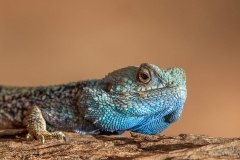 Blue Headed Tree Agama