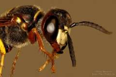 African Wasp stcked with stcker device