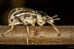 Weevil - Kalander on stick