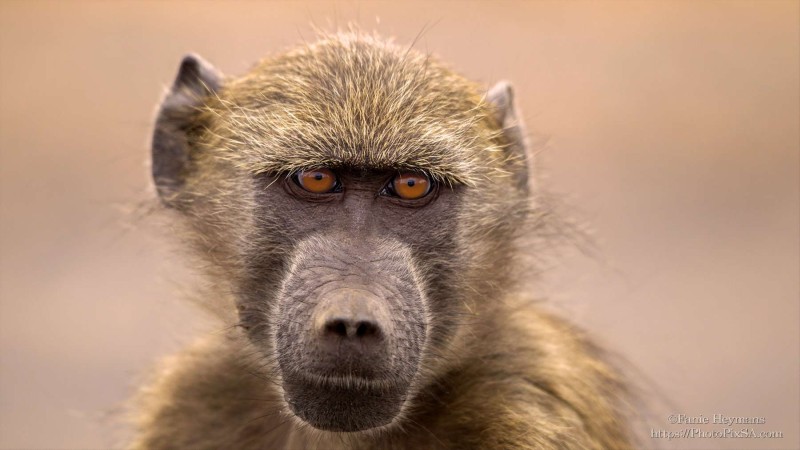 Baboon portrait with big brown eyes