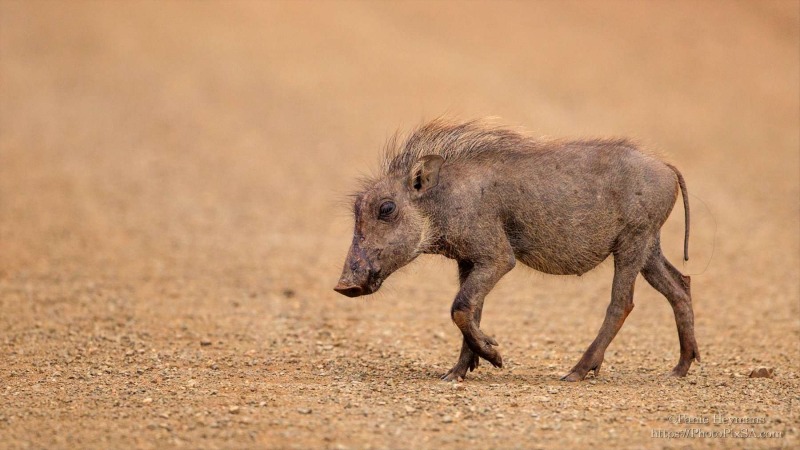 Warthog baby walkin on grawel road