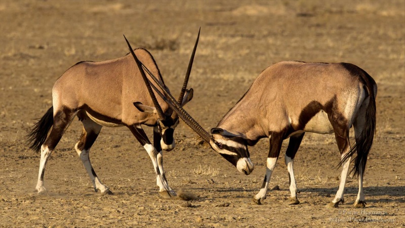 Fighting Oryx in Kgalagadi desert
