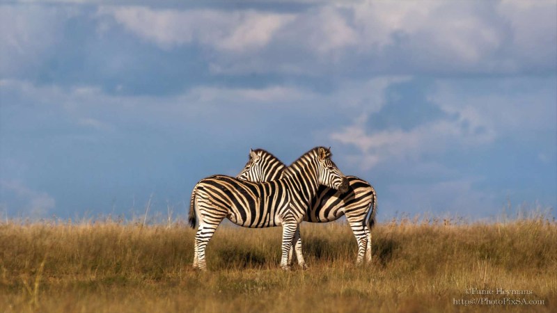 Two Zebra's hugging each other