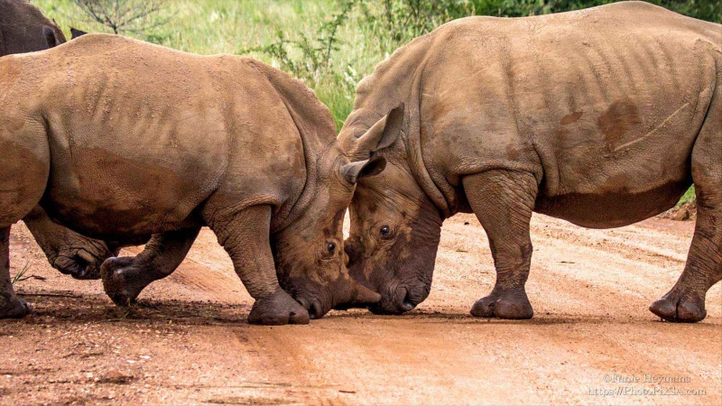 Playfull Rhino cubs