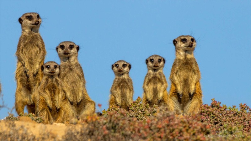 Meerkat Family on the lookout