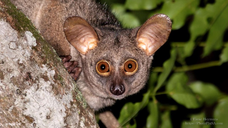 Bushbaby looking at you with big eyes