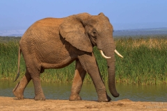 Big Elephant at nampoor waterhole