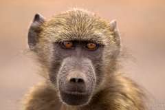 Baboon portrait with big brown eyes
