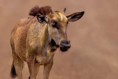 Blue Wildebeest Baby in Kruger National Park