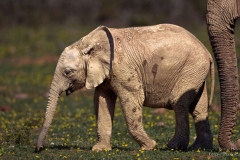 Baby Elephant with mother trunk in Addo