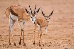 New born Baby Springbuck in Kgalagadi