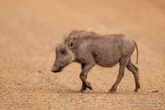 Warthog baby walkin on grawel road