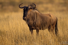 Blue Wildebeest in Kgalagadi sunset