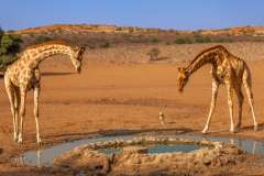 Two Girraffe looking down to a Jackal