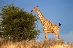 Baby Giraffe eating fress leaves from the top of a tree