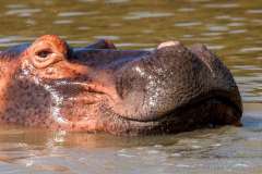 Big Hippo - Seekoei head above water